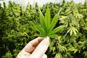 marihuana hojas y flores